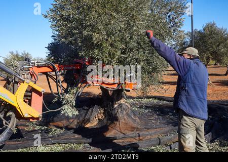 Villarejo de Salvanés (Communauté de Madrid), 01/28/2023. Les employés labourent les oliveraies de Mario Domingo et ramassent les olives au milieu de la saison pour les emmener aux moulins à huile. Photo : Guillermo Navarro. ARCHDC. Crédit : Album / Archivo ABC / Guillermo Navarro Banque D'Images