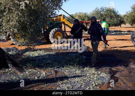 Villarejo de Salvanés (Communauté de Madrid), 01/28/2023. Les employés labourent les oliveraies de Mario Domingo et ramassent les olives au milieu de la saison pour les emmener aux moulins à huile. Photo : Guillermo Navarro. ARCHDC. Crédit : Album / Archivo ABC / Guillermo Navarro Banque D'Images