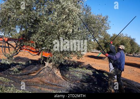 Villarejo de Salvanés (Communauté de Madrid), 01/28/2023. Les employés labourent les oliveraies de Mario Domingo et ramassent les olives au milieu de la saison pour les emmener aux moulins à huile. Photo : Guillermo Navarro. ARCHDC. Crédit : Album / Archivo ABC / Guillermo Navarro Banque D'Images