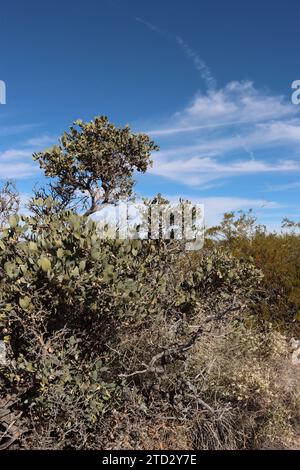 Jojoba, Simmondsia Chinensis, un arbuste indigène, avec l'âge développe une canopée plus élevée et ombrage les branches inférieures taillées, automne dans le désert des Eagle Mountains. Banque D'Images