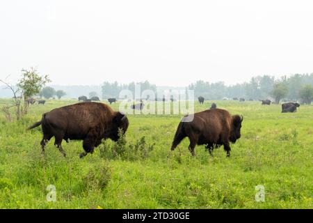 Bisons des plaines (Bison bison bison) au parc national Elk Island en Alberta, Canada, Canada. Banque D'Images