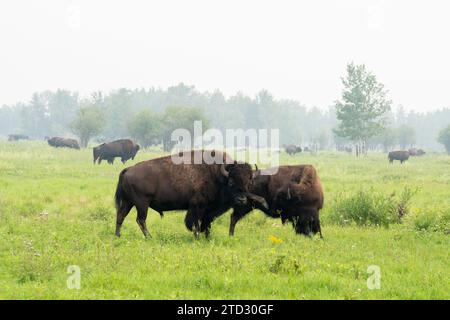 Bisons des plaines (Bison bison bison) au parc national Elk Island en Alberta, Canada, Canada. Banque D'Images