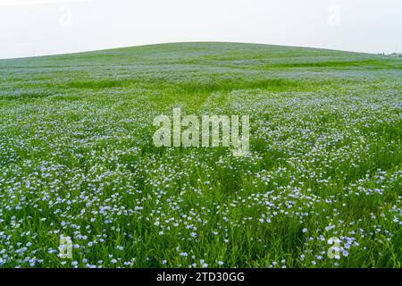Floraison de lin (Linum usitatissimum) champ en été. Canada. Banque D'Images