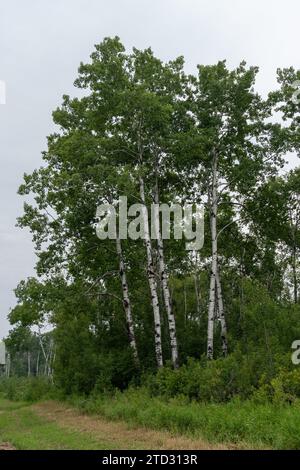 Bouleau blanc (Betula papyrifera) au Manitoba, Canada. Banque D'Images