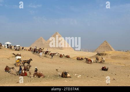 Pyramides et chameaux, plateau de Gizeh, Gizeh, le Caire, Egypte, Afrique du Nord Banque D'Images