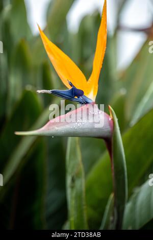 Crane Flower Plant en Australie Banque D'Images