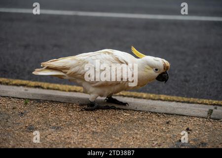 Portrait d'un Dirty Cockatoo Banque D'Images