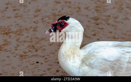 Cairina moschata - Canard de Muscovy domestique avec visage rouge Banque D'Images