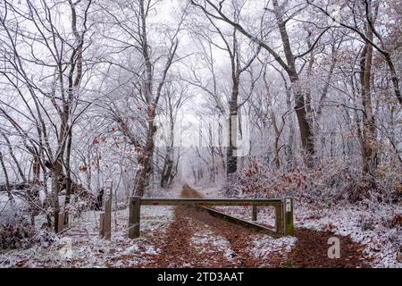 Cette photographie présente une vue captivante d'un chemin boisé dépoussiéré de neige, menant le regard à travers une porte et au cœur d'une forêt recouverte de gel hivernal. Les arbres, leurs branches recouvertes d’un délicat glaçage, créent une tapisserie monochromatique ponctuée par les quelques feuilles restantes accrochées aux branches. Le sol, tacheté de feuilles et de neige tombées, ajoute une richesse à la palette de couleurs par ailleurs sourde, invoquant un sentiment de calme et de solitude dans le calme de la nature. Frost-Clad Pathway à travers les bois. Photo de haute qualité Banque D'Images