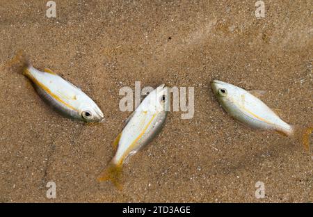 Les petits poissons meurent à cause de l'empoisonnement au tuba ou des plantes Derris. problèmes environnementaux Banque D'Images