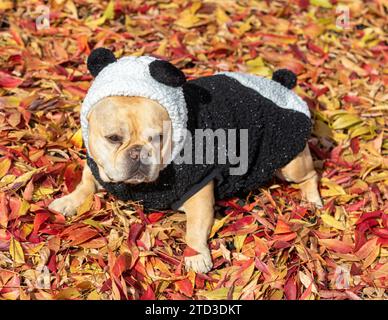 8 ans-Old Tan mâle Frenchie habillé comme Panda Bear en arrière-plan d'automne. Banque D'Images