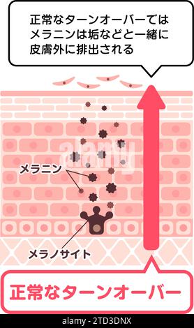 Illustration vectorielle du renouvellement normal de la peau Illustration de Vecteur