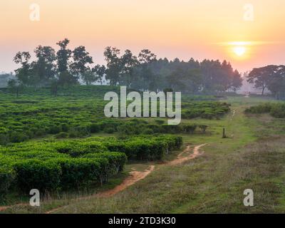 Vue panoramique de la plantation de thé au coucher du soleil à Srimongol aka Sreemangal, Bangladesh Banque D'Images