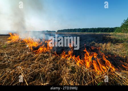 Brûler des chaumes secs sur un champ de blé après la récolte. Feu de forêt dans le champ agricole Banque D'Images