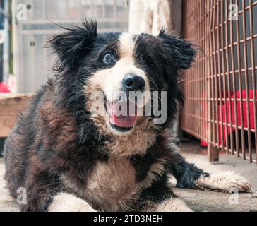 Chien isolé et triste abandonné errant posé sur le sol à l'abri pour animaux. L'ami de BEST Human attend une maison pour toujours. Concept de sauvetage des animaux Banque D'Images