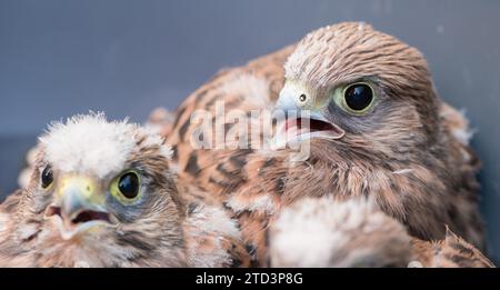 Deux jeunes cerveaux communs (Falco tinnunculus) sont tombés du nid, 2 oisillons aux plumes duveteuses, poussins au bec ouvert, regardant vers la gauche Banque D'Images