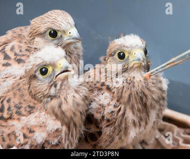 Trois jeunes cerveaux communs (Falco tinnunculus) sont tombés du nid, 3 oisillons aux plumes duveteuses, les poussins étant nourris par un humain à l'aide de Banque D'Images