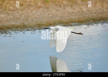 Grande aigrette (Ardea alba) survolant un lac, Camargue, France Banque D'Images