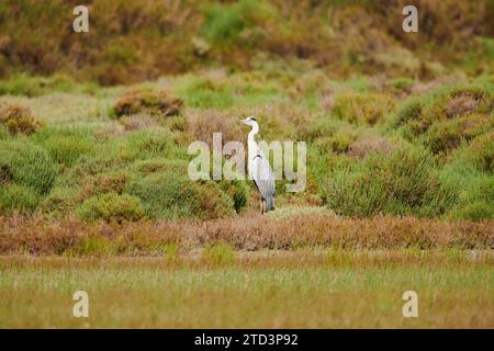 Héron gris (Ardea cinerea) debout dans les buissons sur un banc de sable, Camargue, France Banque D'Images