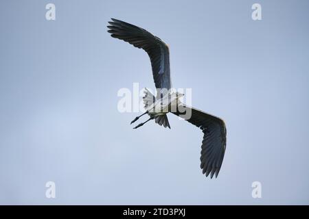 Héron gris (Ardea cinerea) volant dans le ciel, Parc naturel régional de Camargue, France Banque D'Images