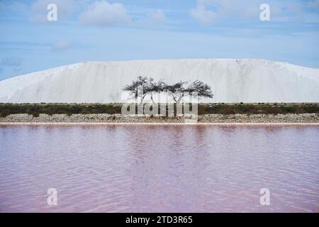 Pin sylvestre mort (Pinus sylvestris) entre un petit étang d'eau salée pour la production industrielle de sel et une montagne de sel, Aigues-mortes, Camargue Banque D'Images