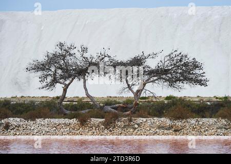 Pin sylvestre mort (Pinus sylvestris) entre un petit étang d'eau salée pour la production industrielle de sel et une montagne de sel, Aigues-mortes, Camargue Banque D'Images