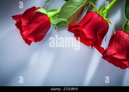 Bouquet de roses sur fond blanc Banque D'Images