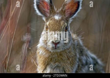 Lièvre raquette (Lepus americanus) fourrure changeante hiver, été, vue détaillée, territoire du Yukon, Canada Banque D'Images