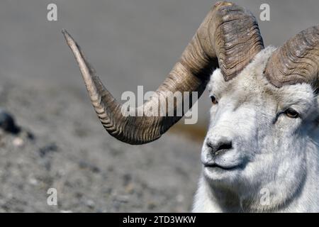 Mouton Dall (Ovis dalli) ou mouton Dall, ici un bélier, vue détaillée, Sheep Mountain, territoire du Yukon, Canada Banque D'Images