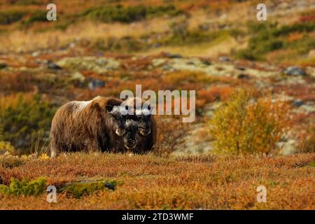 Trois bœufs musqués (Ovibos moschatus) dans le parc national de Dovrefjell-Sunndalsfjella, jeunes animaux, automne, Innlandet, More og Romsdal et Trondelag Banque D'Images