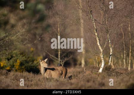 Biche femelle adulte du cerf rouge (Cervus elaphus) à la lisière d'une forêt, Suffolk, Angleterre, Royaume-Uni Banque D'Images