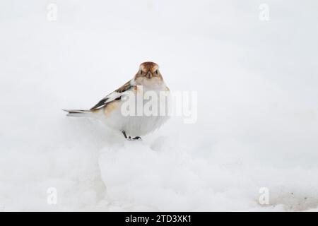 Bandoulière (Plectrophenax nivalis) oiseau adulte sur neige, Écosse, Royaume-Uni Banque D'Images