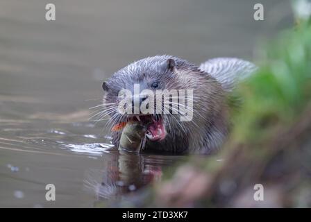 Loutre européenne (Lutra lutra) adulte se nourrissant d'un poisson au bord d'une rivière, Norfolk, Angleterre, Royaume-Uni Banque D'Images