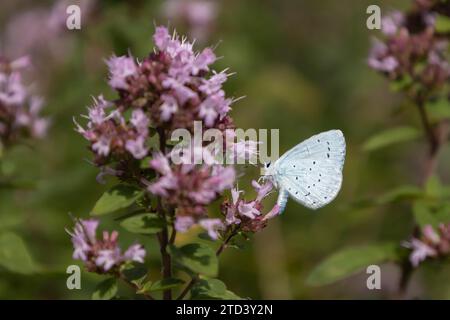 Papillon adulte bleu houx (Celastrina argiolus) se nourrissant d'une fleur de marjolaine sauvage (Origanum vulgare), Suffolk, Angleterre, Royaume-Uni Banque D'Images