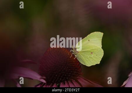 Brimstone (Gonepteryx rhamni) papillon mâle adulte se nourrissant d'une fleur de Coneflower (Echinacea purpurea) de jardin, Norfolk, Angleterre, Royaume-Uni Banque D'Images