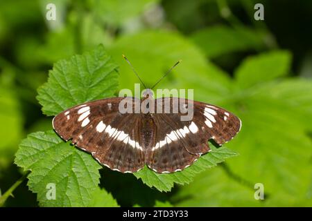 Papillon amiral blanc (Limenitis camilla) adulte reposant sur une feuille dans un bois, Suffolk, Angleterre, Royaume-Uni Banque D'Images