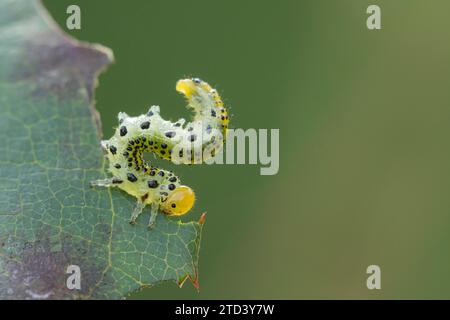 Grosse chenille de la scie rose (Arge ochropus) se nourrissant d'une feuille de plante rose, Suffolk, Angleterre, Royaume-Uni Banque D'Images