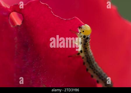 Grosse chenille de la larve rose (Arge ochropus) se nourrissant d'un pétale de fleur de rose, Suffolk, Angleterre, Royaume-Uni Banque D'Images