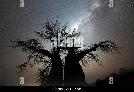 Silhouette d'un baobab avec ciel étoilé et voie lactée, baobab africain (Adansonia digitata), cliché de nuit, île Kubu, poêle à sel Makgadikgadi Banque D'Images