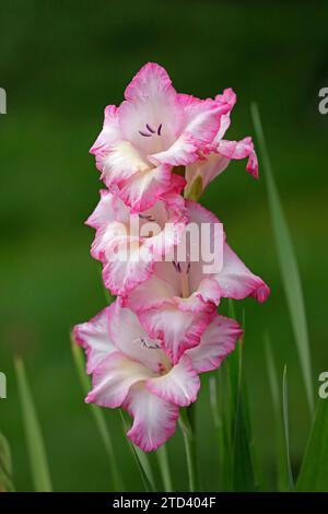 Lys d'épée (Gladiolus), Kiel, Schleswig-Holstein, Allemagne Banque D'Images