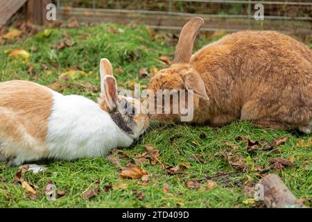 Deux lapins se reniflant, lapin hollandais, Kiel, Schleswig-Holstein, Allemagne Banque D'Images