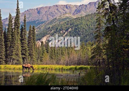 Élan (Alces alces) debout dans l'eau et mangeant des plantes, parc national Denali, Alaska Banque D'Images