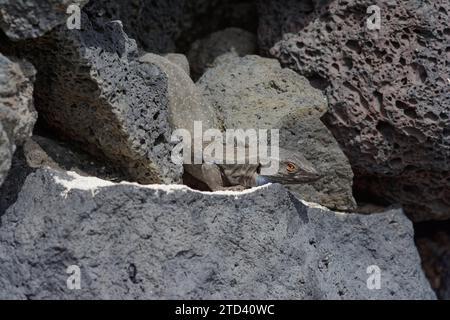 Lézard des îles Canaries (Gallotia galloti), lézard, lézard, reptile, reptiles, îles Canaries, Îles Canaries, la Palma, Océan Atlantique, Océan Atlantique Banque D'Images