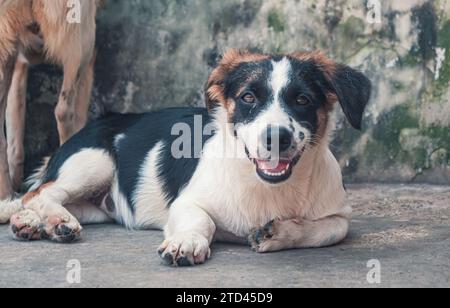 Chien isolé et triste abandonné errant posé sur le sol à l'abri pour animaux. L'ami de BEST Human attend une maison pour toujours. Concept de sauvetage des animaux Banque D'Images