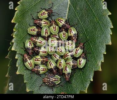 Groupe de nymphes de stade final de Shieldbug parent (Elasmucha grisea) sur feuille de bouleau. Tipperary, Irlande Banque D'Images