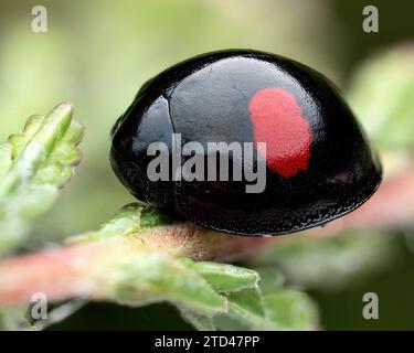 Coccinelle (Chilocorus renipustulatus) sur bruyère. Tipperary, Irlande Banque D'Images