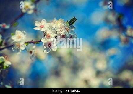 Branche de cerisier avec fleurs en fleurs style instagram Banque D'Images