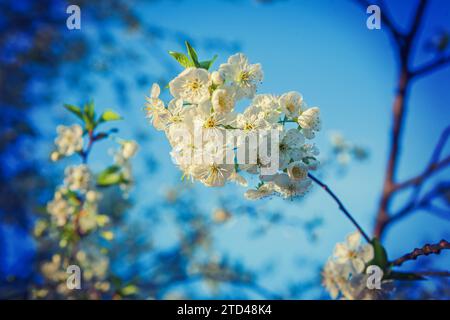 Petites fleurs de cerisier sur la branche instagram style Banque D'Images