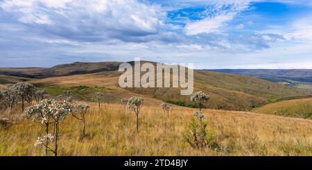 Paysage et végétation de la Serra da Canastra, Minas Gerais, Brésil Banque D'Images