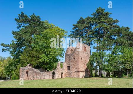 Ruines de l'église St-Jean-Baptiste dans le parc Munsterling, Obernai, Alsace, France Banque D'Images